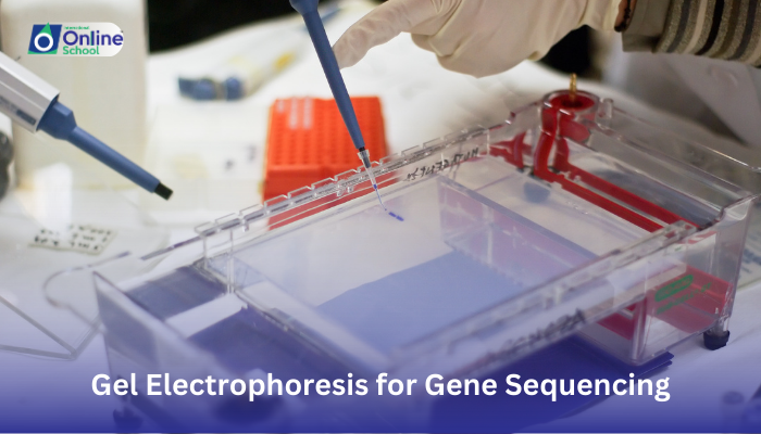 Lesson 11: Describing Gel Electrophoresis for Gene Sequencing